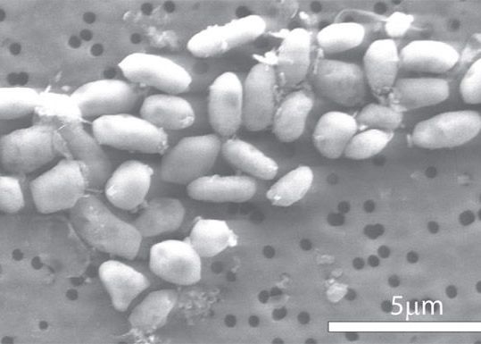 Cercetatorii infirma formele de viata extraterestra pe baza de arsen Extraterestrii Nu Se Pot Forma Pe Baza De Arsen