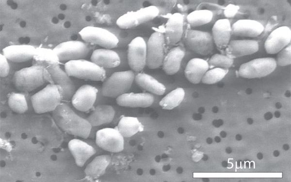Cercetatorii infirma formele de viata extraterestra pe baza de arsen Extraterestrii Nu Se Pot Forma Pe Baza De Arsen