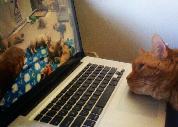 E oficial: asta-i cea mai dragalasa poza de pe Internet E Oficial Asta I Cea Mai Dragalasa Poza De Pe Internet