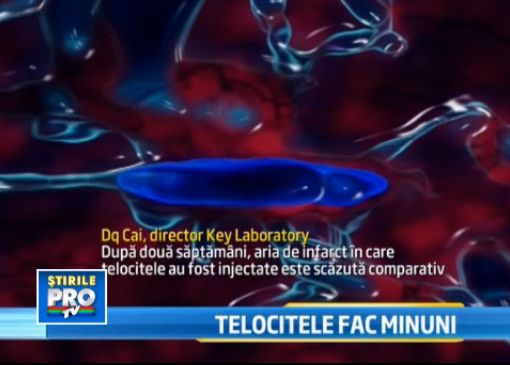 Telocitele, celulele care refenereaza muschiul inimii, obtin rezultate promitatoare in teste Telocitele Celulele Care Refenereaza Muschiul Inimii Obtin Rezultate Promitatoare In Teste