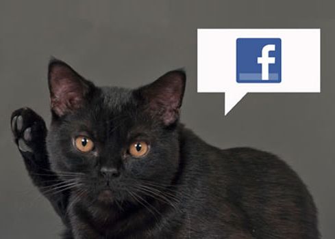 Inventia inedita care te anunta pe Facebook cand a mancat animalul tau. Cum iti poti hrani pisica sau cainele prin telefon Inventia Inedita Care Te Anunta Pe Facebook Cand A Mancat Animalul Tau Cum Iti Poti Hrani Pisica Sau Cainele