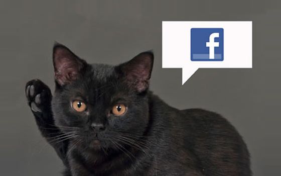 Inventia inedita care te anunta pe Facebook cand a mancat animalul tau. Cum iti poti hrani pisica sau cainele prin telefon Inventia Inedita Care Te Anunta Pe Facebook Cand A Mancat Animalul Tau Cum Iti Poti Hrani Pisica Sau Cainele