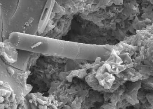 Fosile extraterestre, vazute intr-un meteorit cazut in Sri Lanka GALERIE FOTO Fosile Extraterestre Vazute Intr Un Meteorit Cazut In Sri Lanka De Un Om De Stiinta