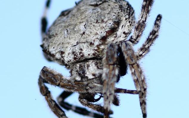 Tehnologia lui Spiderman ar putea exista. Fizicienii au testat forta panzei unui paianjen din Madagascar, o panza mai puternica decat kevlarul Tehnologia Lui Spiderman Ar Putea Exista Fizicienii Au Testat Forta Panzei Unui Paianjen Din Madagascar