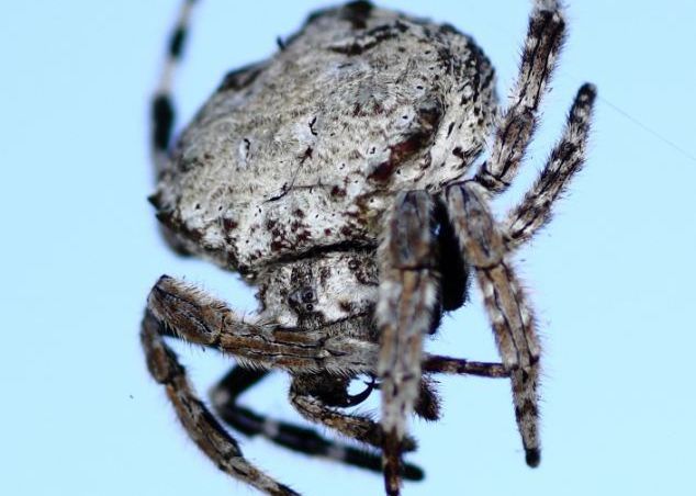 Tehnologia lui Spiderman ar putea exista. Fizicienii au testat forta panzei unui paianjen din Madagascar, o panza mai puternica decat kevlarul Tehnologia Lui Spiderman Ar Putea Exista Fizicienii Au Testat Forta Panzei Unui Paianjen Din Madagascar