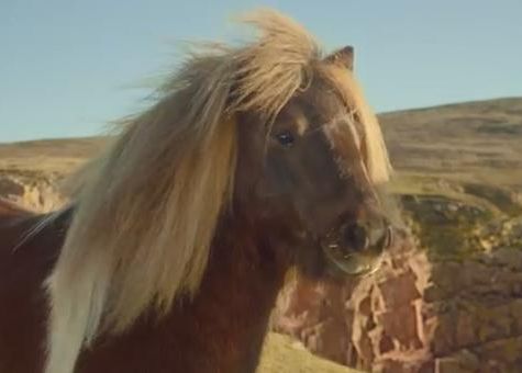 Cum a fost folosit un ponei in afacerile cu telefoane. A ajuns cel mai urmarit clip al momentului pe YouTube Cum A Fost Folosit Un Ponei In Afacerile Cu Telefoane A Ajuns Cel Mai Urmarit Clip Al Momentului Pe Youtube