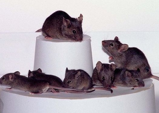 Japonezi au clonat un soarece de 581 ori Japonezi Au Clonat Un Soarece De 581 Ori