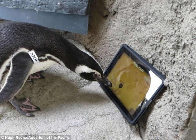 Jocuri pe iPad pentru... pinguini. Pinguinii de la gradina zoologica din California Jocuri Pe Ipad Pentru Pinguini Pinguinii De La Gradina Zoologica Din California