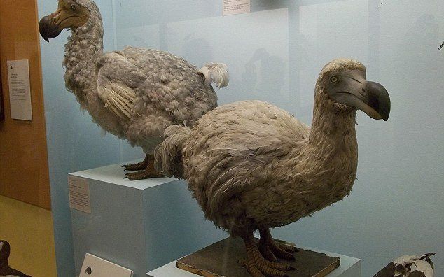 Oamenii de stiinta planuiesc invierea a 24 de animale disparute. Dinozaurii nu se afla printre acestea Oamenii De Stiinta Planuiesc Invierea A 24 De Animale Disparute Dinozaurii Nu Se Afla Printre Acestea