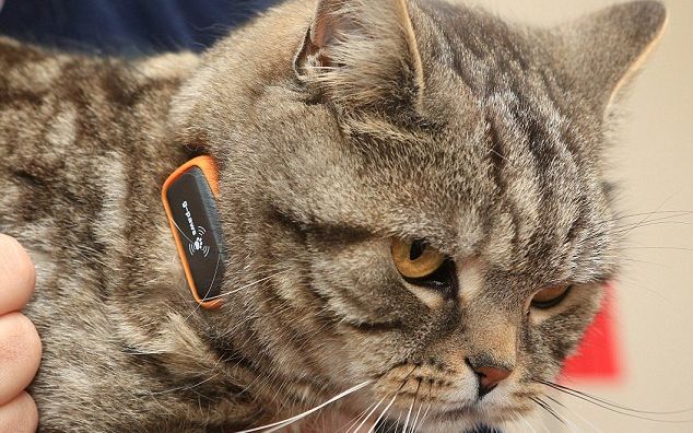 Cat Nav , gadgetul care-ti monitorizeaza animalul de companie Cat Nav Gadgetul Care Ti Monitorizeaza Animalul De Companie