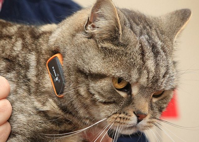 Cat Nav , gadgetul care-ti monitorizeaza animalul de companie Cat Nav Gadgetul Care Ti Monitorizeaza Animalul De Companie