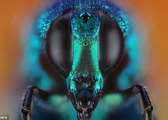 FOTO Insectele vazute de aproape. Foarte aproape Foto Insectele Vazute De Aproape Foarte Aproape