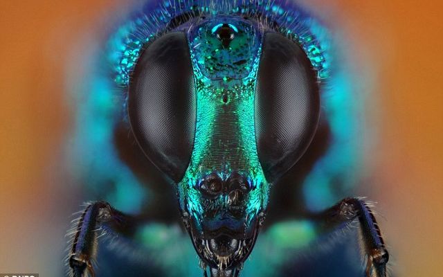 FOTO Insectele vazute de aproape. Foarte aproape Foto Insectele Vazute De Aproape Foarte Aproape