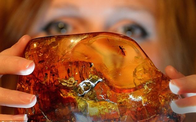 Chihlimbarul, o capsula a timpului naturala Chihlimbarul O Capsula A Timpului Naturala