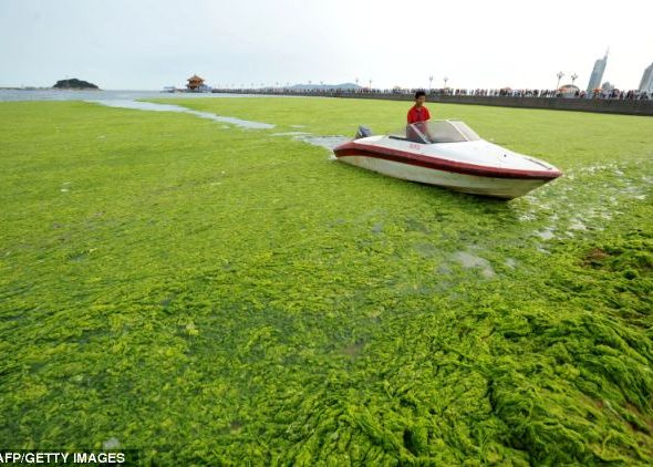 Algele ar putea fi folosite in crearea unui material rezistent chiar si pentru armuri sau carcase de smartphone-uri Algele Ar Putea Fi Folosite In Crearea Unui Material Rezistent Chiar Si Pentru Armuri Sau Carcase De Smartphone