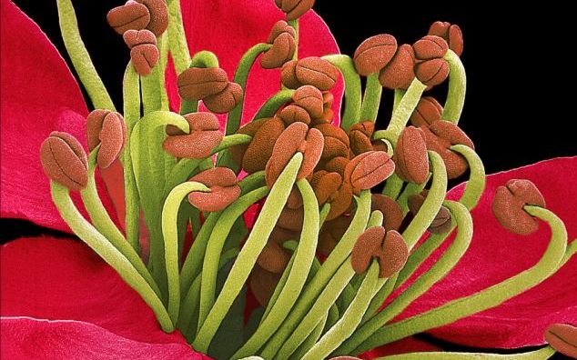 FOTO Frumusetea nevazuta a florilor Frumusetea Nevazuta A Florilor Foto