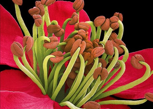 FOTO Frumusetea nevazuta a florilor Frumusetea Nevazuta A Florilor Foto