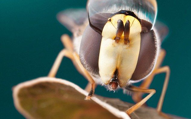 FOTO Apa si insectele intr-o sesiune foto magica Foto Apa Si Insectele Intr O Sesiune Foto Magica