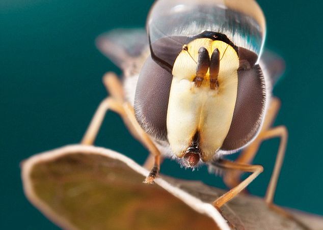 FOTO Apa si insectele intr-o sesiune foto magica Foto Apa Si Insectele Intr O Sesiune Foto Magica