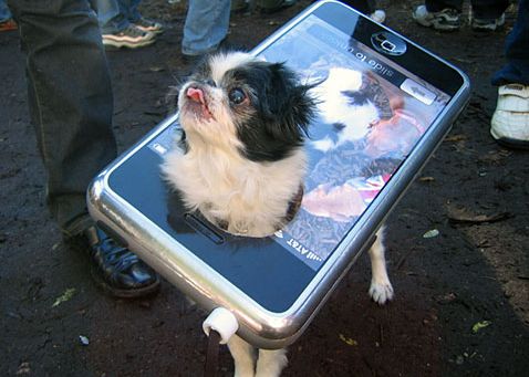 Whistle, aplicatia care analizeaza activitatea animalului de companie Whistle Aplicatia Care Analizeaza Activitatea Animalului De Companie