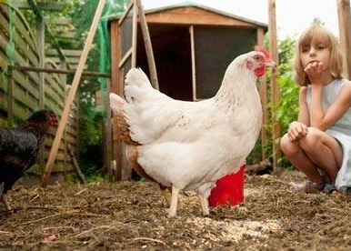 Animalele stiu mai multe lucruri decat cred oamenii. De ce e un compliment sa ai creier de gaina Animalele Stiu Mai Multe Lucruri Decat Cred Oamenii