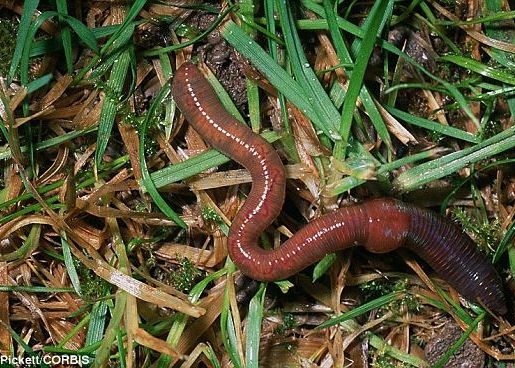 Ramele Obiecte De Studiu In Ceea Ce Priveste Incalzirea Globala