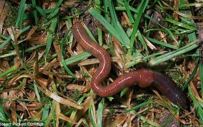 Ramele, obiecte de studiu in ceea ce priveste incalzirea globala