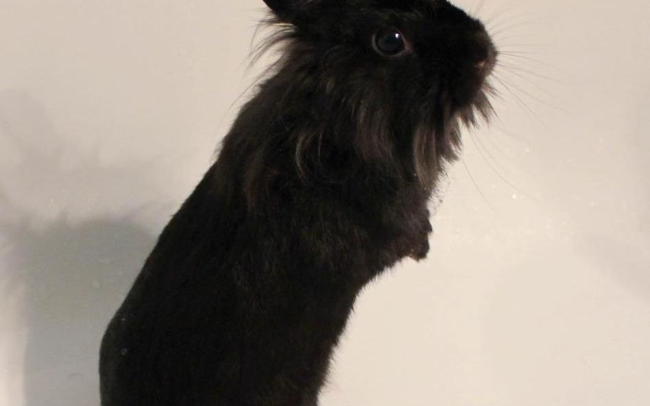 Cum Iti Protejezi Gadgeturile Si Cablurile De Animale