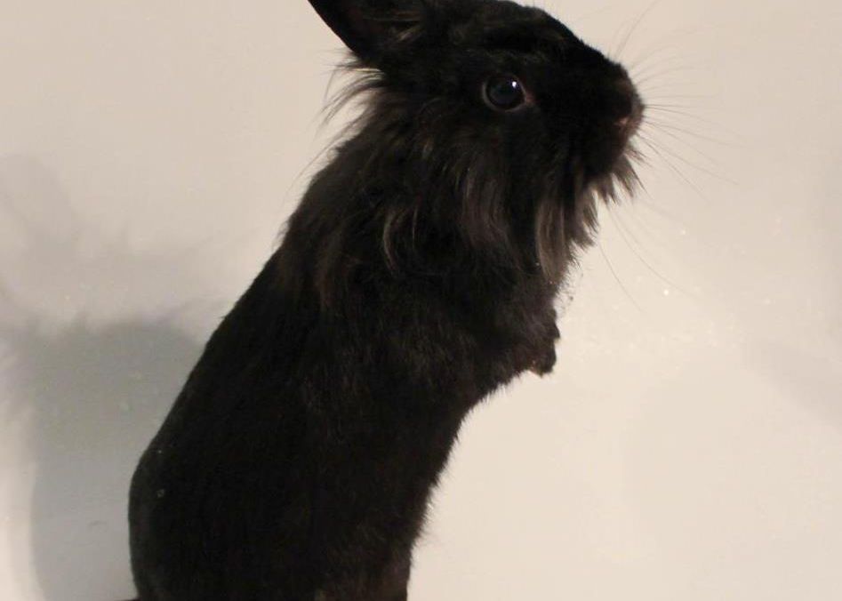 Cum Iti Protejezi Gadgeturile Si Cablurile De Animale