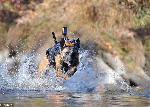 Google Glass Pentru Caini Este Posibil