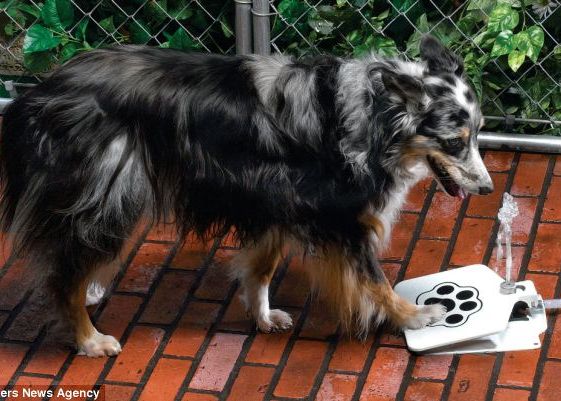 Gadgeturi Contra Caniculei Pentru Oameni Si Animale De Casa