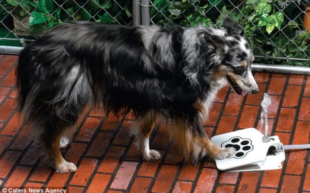 Gadgeturi Contra Caniculei Pentru Oameni Si Animale De Casa