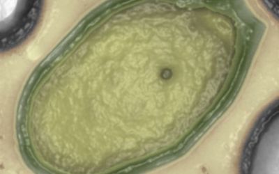 O noua forma de viata, descoperita pe Terra.  Nu am mai vazut niciodata asa ceva. Ar putea proveni de pe alta planeta.