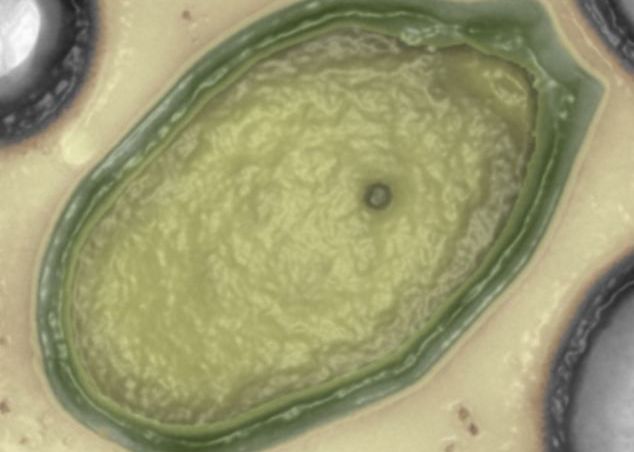 O noua forma de viata, descoperita pe Terra.  Nu am mai vazut niciodata asa ceva. Ar putea proveni de pe alta planeta. O Noua Forma De Viata Descoperita Pe Terra Nu Am Mai Vazut Niciodata Asa Ceva Ar Putea Proveni De Pe Alta