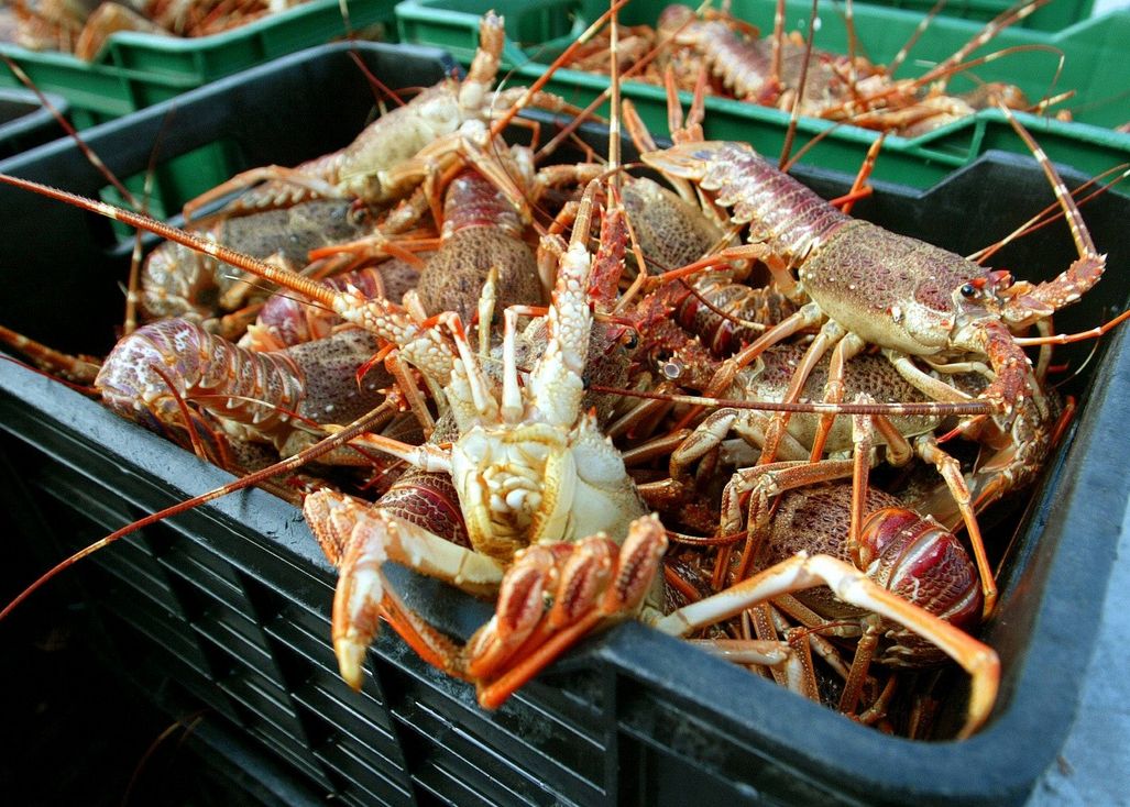 Cresterea Temperaturii Apei Transforma Crabii In Canibali Video