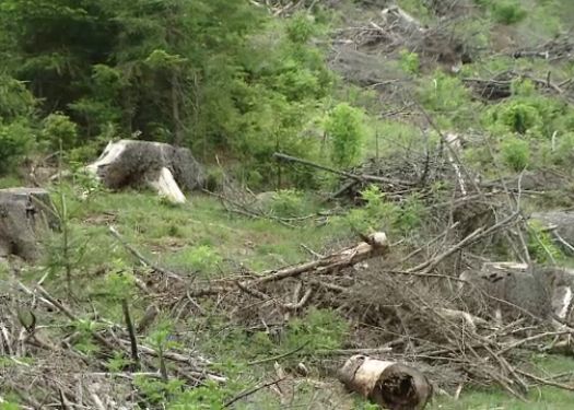 Copacii au tulpini modificate, din cauza accidentului de la Cernobil Copacii Au Tulpini Modificate Din Cauza Accidentului De La Cernobil
