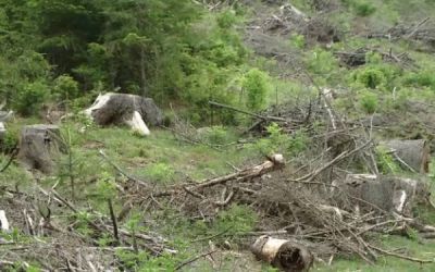 Copacii au tulpini modificate, din cauza accidentului de la Cernobil