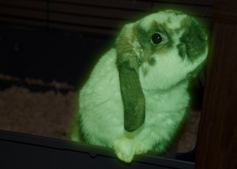 Oamenii de stiinta din Hawaii au crescut iepuri clonati care stralucesc in intuneric Oamenii De Stiinta Din Hawaii Au Crescut Primii Iepuri Clonati Care Stralucesc In Intuneric 1
