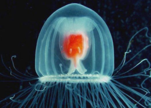 O creatura nemuritoare, descoperita de cercetatorii japonezi O Creatura Nemuritoare Descoperita De Cercetatorii Japonezi