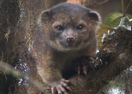 O noua specie de mamifere, descoperitata de cercetatori: olinguito O Noua Specie De Mamifere Descoperitata De Cercetatori Olinguito