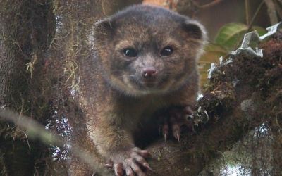 O noua specie de mamifere, descoperitata de cercetatori: olinguito