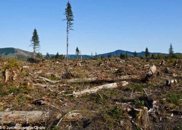 Resursele Pamantului pentru acest an s-au epuizat, spun ecologistii Resursele Pamantului Pentru Acest An S Au Epuizat Spun Ecologistii