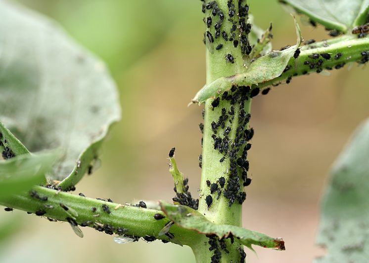 Schimbarea Climei Ar Aduce Mai Multe Boli In Nordul Terrei