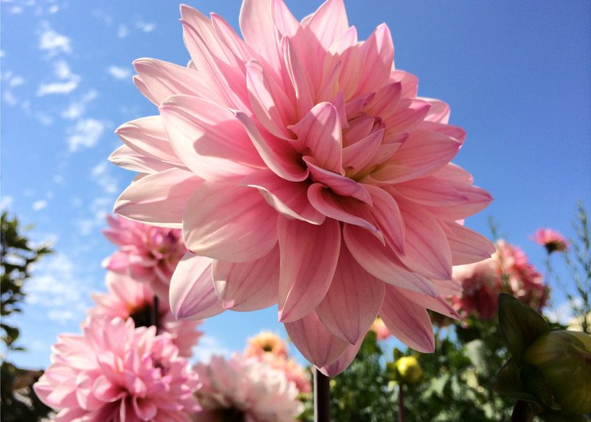 Iphone 5s Cat De Buna E Camera Foto A Smartphone Ului Primele Exemple Galerie Foto