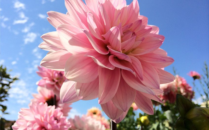 iPhone 5S Iphone 5s Cat De Buna E Camera Foto A Smartphone Ului Primele Exemple Galerie Foto