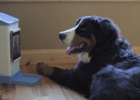 iCPooch, aplicatia cu care poti tine legatura cu animalul de companie indiferent cat de departe de afli de el Icpooch Aplicatia Cu Care Poti Tine Legatura Cu Animalul De Companie Indiferent Cat De Departe De Afli