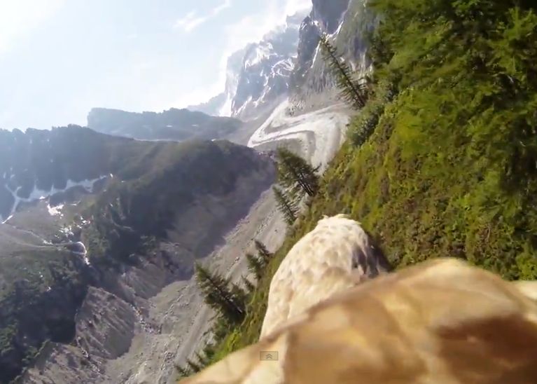 Cineva A Montat Un Gopro Pe Un Vultur E Cea Mai Tare Filmare Pe Care Ai Vazut O Vreodata