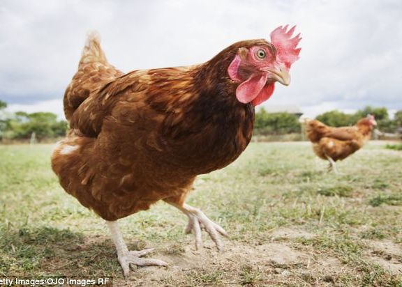 Scandal In Marea Britanie Se Cheltuiesc 2 Milioane De Lire Sterline Pe O Cercetare Inutila