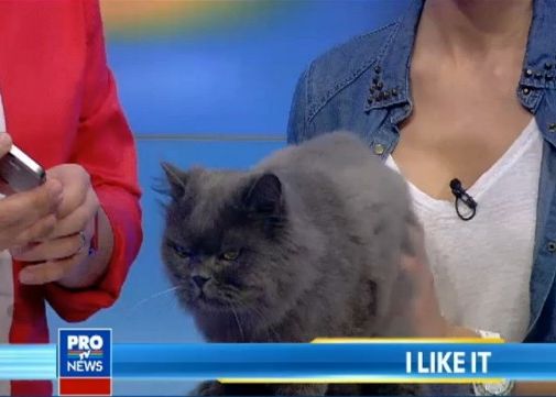 Motanul Fifi A Fost Invitat La Ilikeit Sa Acceseze Noul Iphone Cu Ajutorul Senzorului De Amprenta