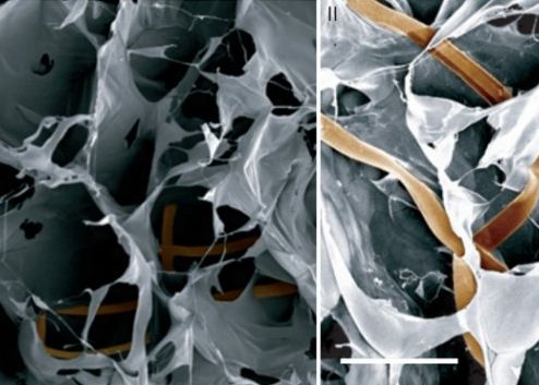 Jumatate om, jumatate masina. Cercetatorii de la Harvard au creat primul tesut biologic cu tranzistori si fire Jumatate Om Jumatate Masina Cercetatorii De La Harvard Au Creat Primul Tesut Biologic Cu Tranzistori Si